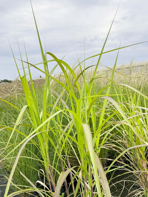 Grüne, filigrane Blätter mit weißen Streifen des Risen-Chinaschilfs vor bewölktem Himmel