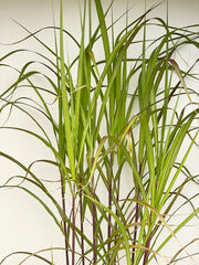 Nahaufnahme von schmalen hellgrünen Blättenr mit weißen Streifen des Riesen-Chinaschilfs vor wießem Hintergrund