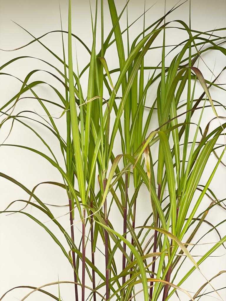 Nahaufnahme von schmalen hellgrünen Blättenr mit weißen Streifen des Riesen-Chinaschilfs vor wießem Hintergrund