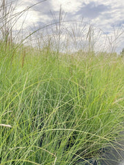 Viele schmale grüne Halme des CHinaschilfs Gracillimus vor wolkigem Himmel