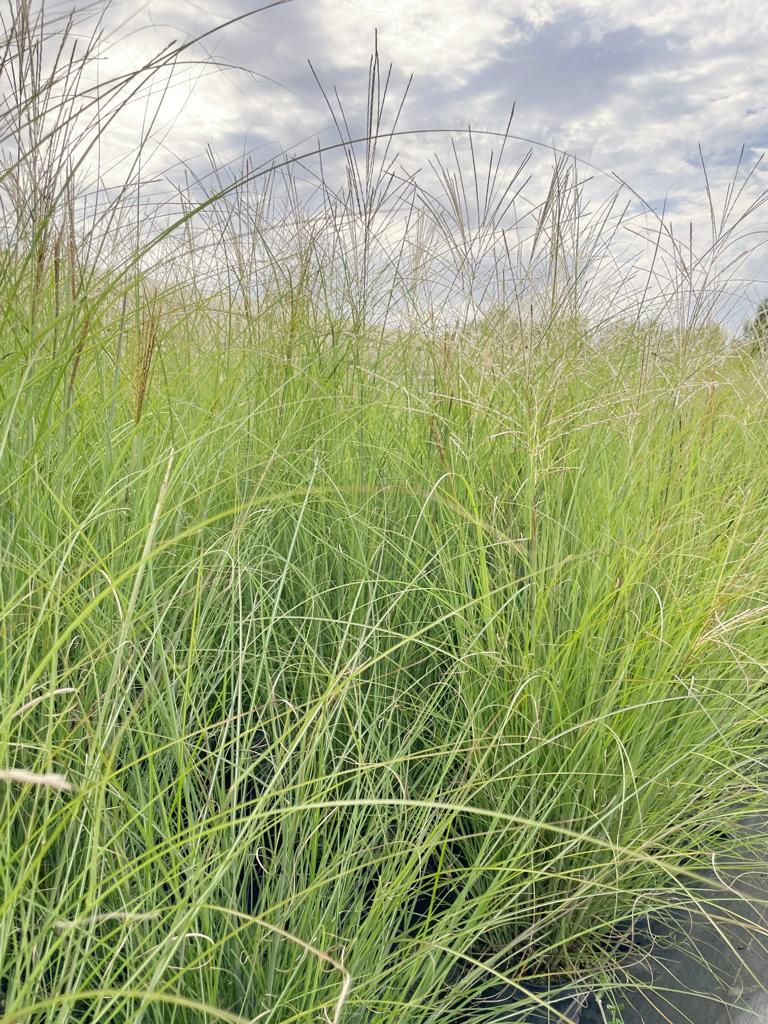 Viele schmale grüne Halme des Chinaschilfs Gracillimus vor wolkigem Himmel