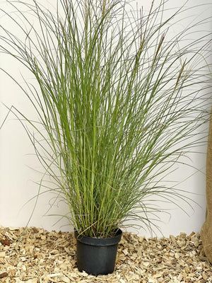 Chinaschilf 'Gracillimus' - Topf/Containerpflanze