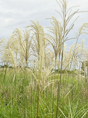 Viele fedrige silbrig-weiße Rispen des Chinaschulfs Graziella mit grünem Laub vor weiß-blauem Himmel