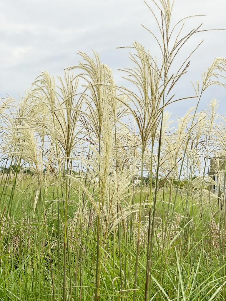 Viele fedrige silbrig-weiße Rispen des Chinaschulfs Graziella mit grünem Laub vor weiß-blauem Himmel
