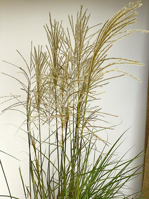 Chinaschilf 'Graziella' - Topf/Containerpflanze