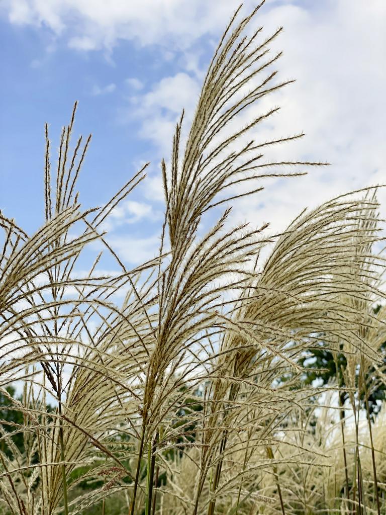 Weiße-bräunliche Rispen des Cinaschilfs Graziella vor blauem Himmel
