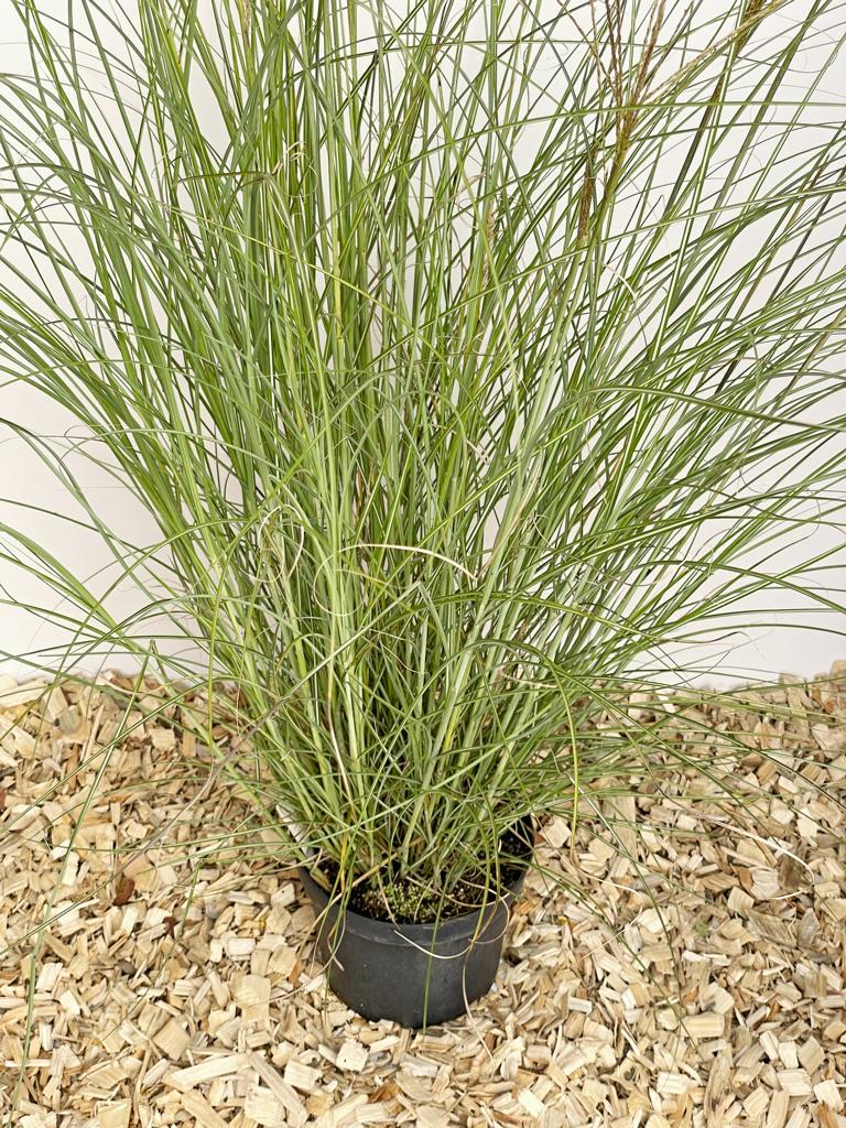 Chinaschild Gracillimus als Topfpflanze auf Holzspänen mit schwarzem Topf