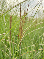 Nahaufnahme von rotbraunen Blütenrispen und grünen schmalen Blättern des Chinaschilfs Gracillimus