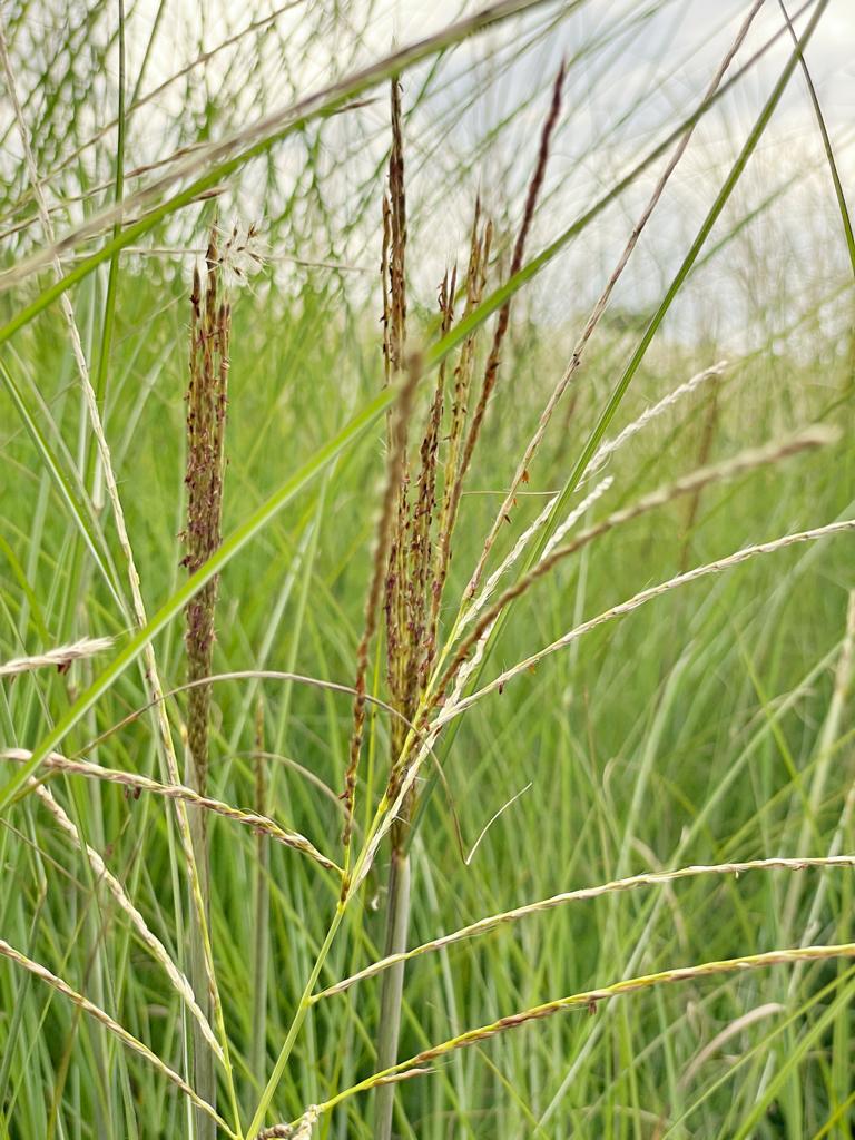 Nahaufnahme von rotbraunen Blütenrispen und grünen schmalen Blättern des Chinaschilfs Gracillimus