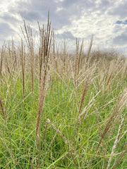 Feld von Rispen und grünen Blättern des CHinaschilfs KLeine Silberspinne vor wolkigem Himmel