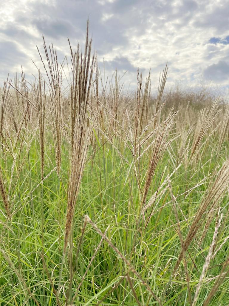 Feld von Rispen und grünen Blättern des Chinaschilfs Kleine Silberspinne vor wolkigem Himmel
