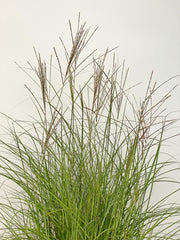 Rispen und grüne Halme des CHinaschilfs Kleine Silberspinne vor wießem Hintergrund