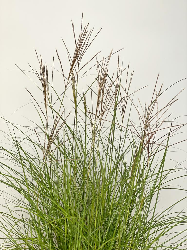 Rispen und grüne Halme des CHinaschilfs Kleine Silberspinne vor wießem Hintergrund