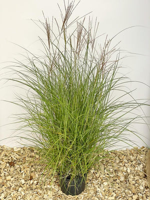 Chinaschilf 'Kleine Silberspinne' - Topf/Containerpflanze