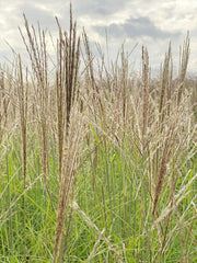 Viele weiß-braune Rispen des CHinaschilfs Kleine Silberspinne in Nahaufnahme vor Himmel