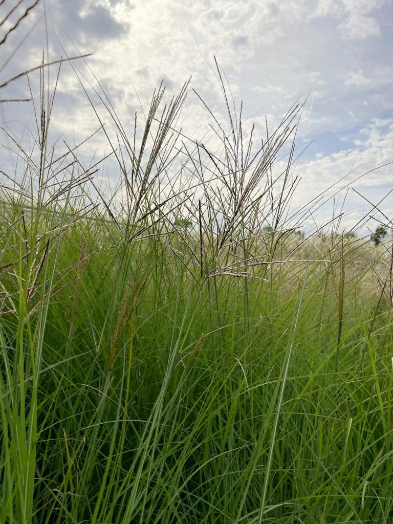 Vielzahl vonn dichten grünen Blätter und zarten bräunlichen Rispen des CHinaschilfs Flamingo in der Sonne