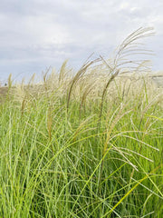 Viele silbrig-weiße Blütenstände des CHinasschilfs Graziella mit schmalen grünen Blättern vor Himmel im leichten Wind