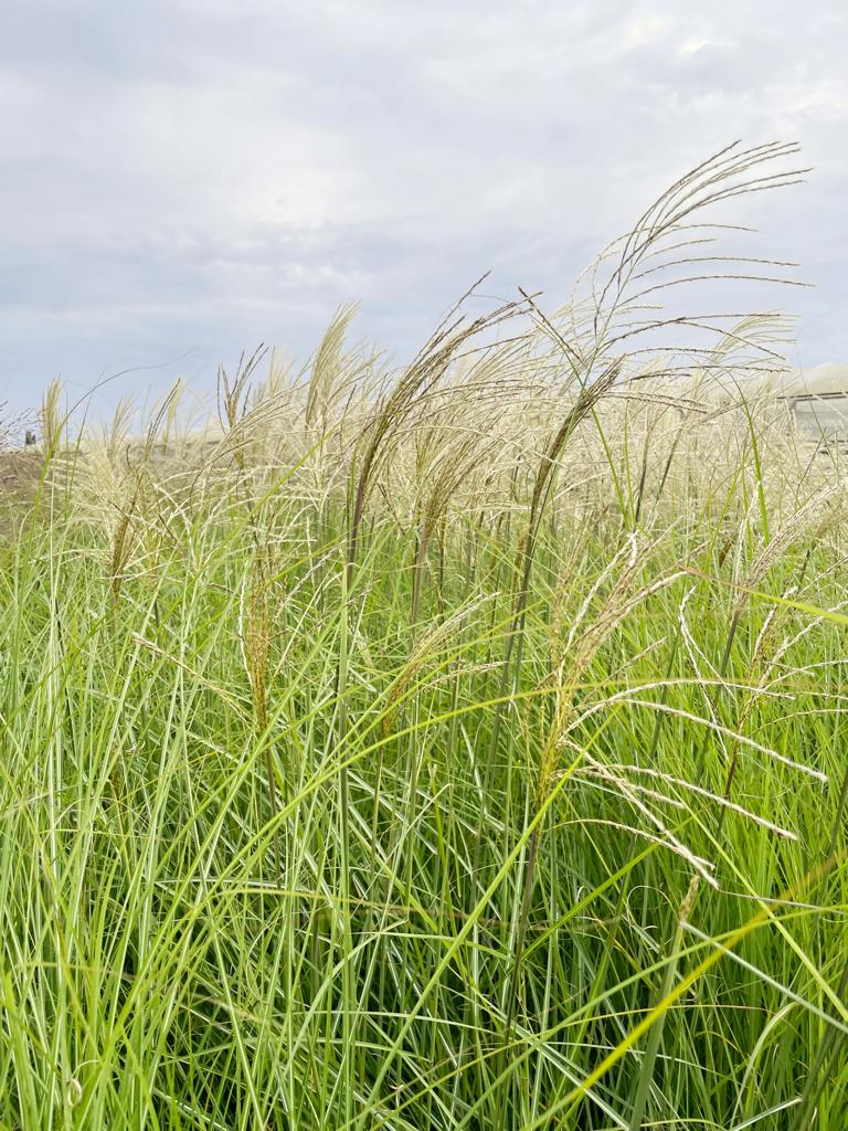 Viele silbrig-weiße Blütenstände des CHinasschilfs Graziella mit schmalen grünen Blättern vor Himmel im leichten Wind