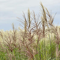 Chinaschilf Kleine Fontäne mit rötlichen Blüten vor grauem Himmel