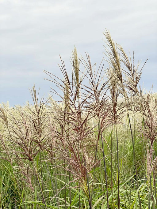 Chinaschilf Kleine Fontäne mit rötlichen Blüten vor grauem Himmel