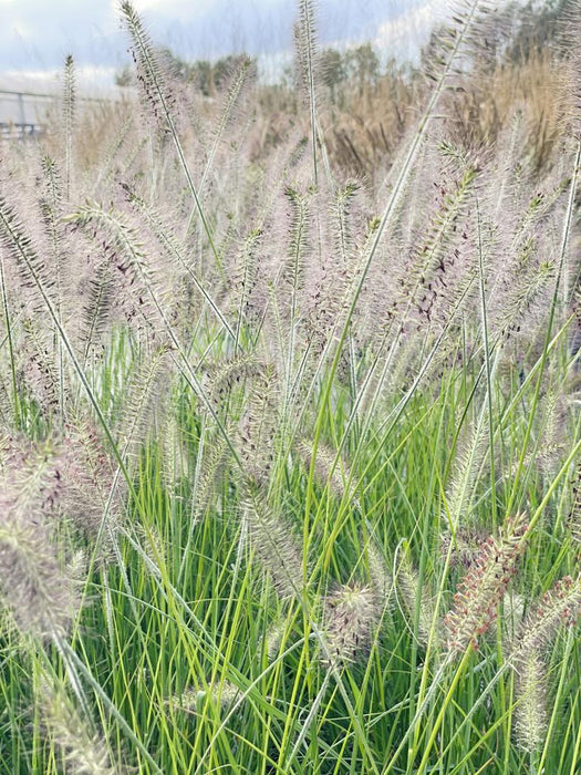 Viele hellbraune Blütenrispen des Lampenputzergrases Hameln in Nahaufnahme vor Himmel