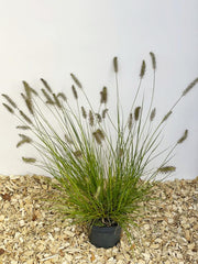 Lamüenputzergras 'Hameln' als kleine Topfpflanze mit grünen Blttenr und braunen Rispen vor weißem Hintergrund und auf Holzspänen von oben fotografiert