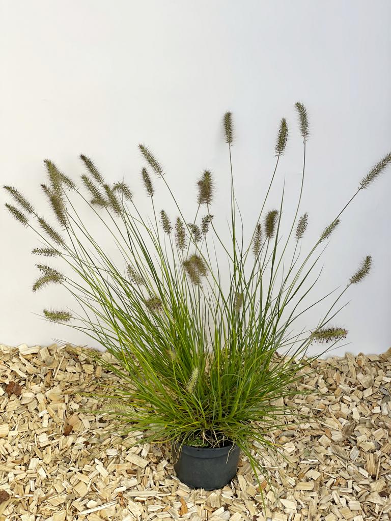 Lamüenputzergras 'Hameln' als kleine Topfpflanze mit grünen Blttenr und braunen Rispen vor weißem Hintergrund und auf Holzspänen von oben fotografiert