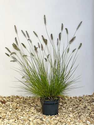 Lampenputzergras 'Hameln' - Topf/Containerpflanze