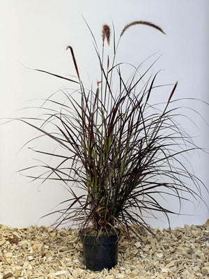 Lampenputzergras 'Rubrum' - Topf/Containerpflanze