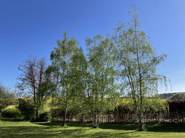 Sandbirke Baum in Landschaft