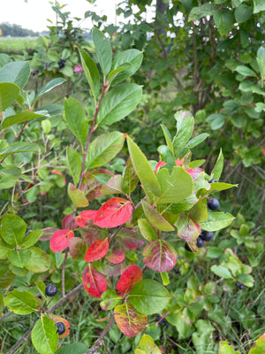 Schlehe - Wurzelware