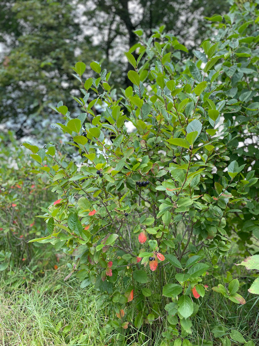 Schlehenstrauch mit Früchten und Sommerlaub