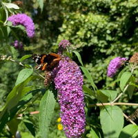 Flieder Blüte mit Pfauenauge