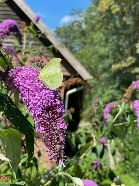 Flieder Blüte mit Zitronenfalter