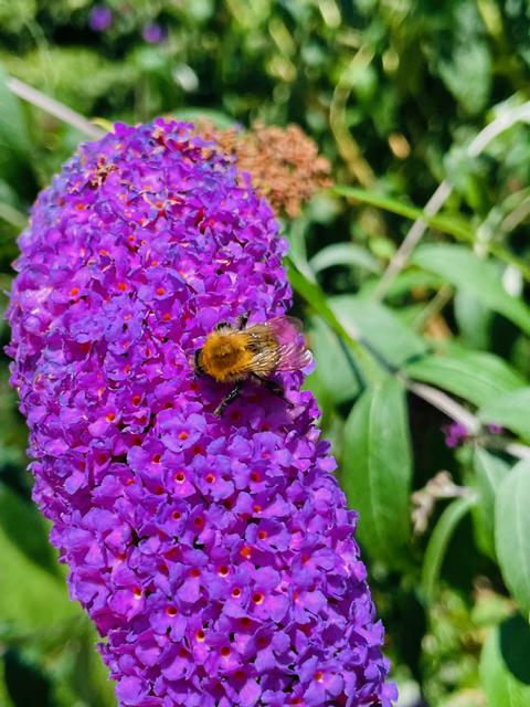 Flieder Blüte mit Hummel