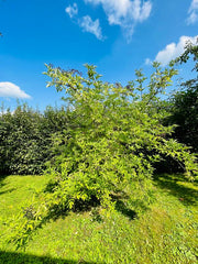 Schwarzer Holunder Strauch