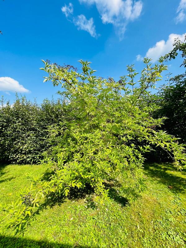 Schwarzer Holunder Strauch