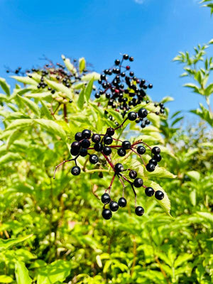 Schwarzer Holunder 
