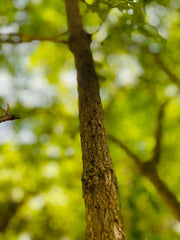 Schwarzer Holunder Stamm