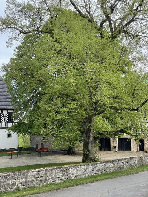 Sommerlinde Baum in Hofeinfahrt