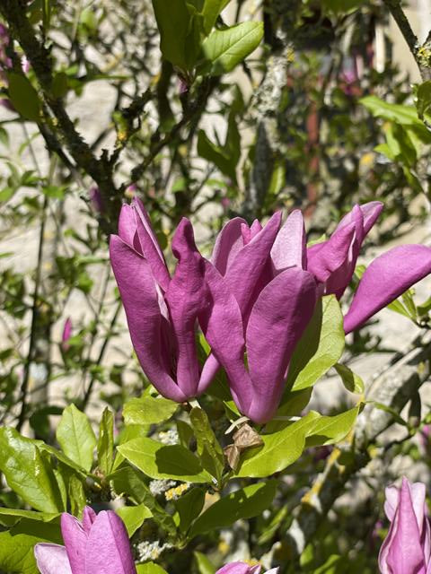 Tulpen-Magnolie - Topf/Containerpflanzen