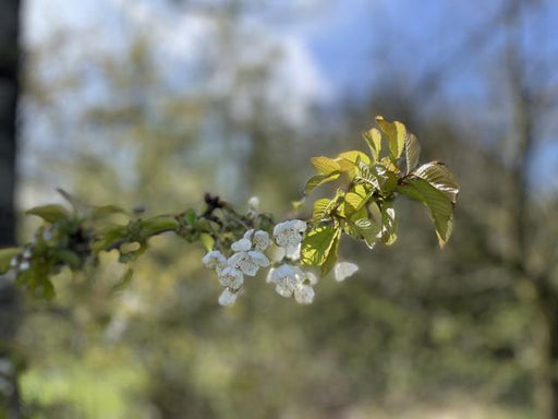 Vogelkirsche Zweig kleine weiße Blüten