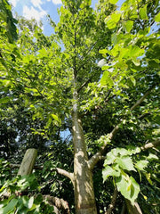 Winterlinde Baumkrone