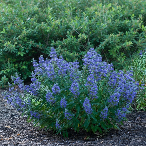 Bartblume Beyond Midnight mit zahlreichen violetten Blüten in einem Garten vor grünem Buschwerk.