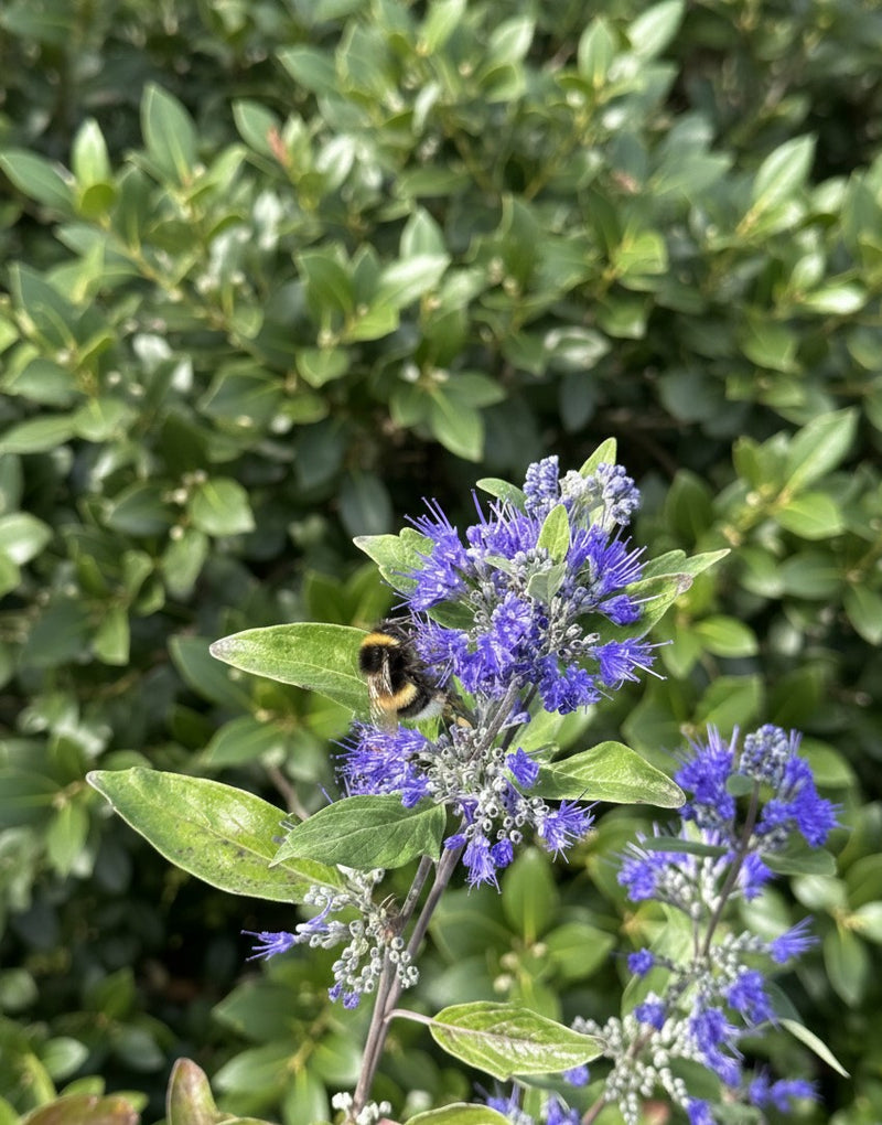 Bartblume Beyond Midnight mit violetten Blüten und einer Hummel vor unscharfem grünem Blattwerk.
