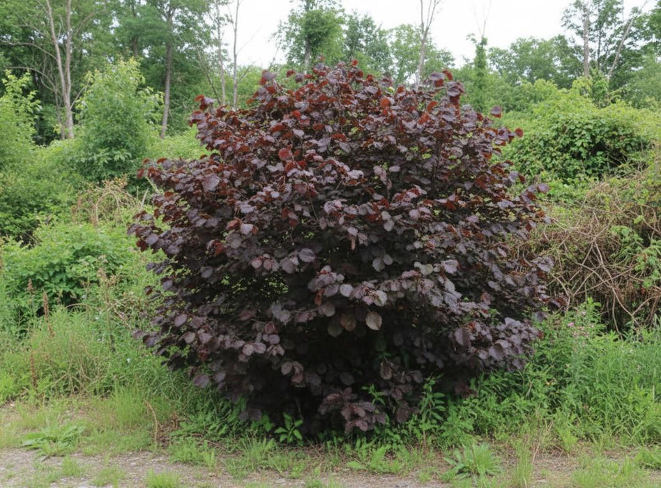 Bluthasel mit dichtem, rundem Wuchs und dunkelroten Blättern vor grünem Buschwerk in natürlicher Umgebung.