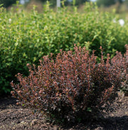 Blasenspiere Magical Sweet Cherry Tea mit roten Blättern wächst als kompakter Strauch in sonnigem Gartenbeet vor grünem Hintergrund.