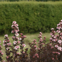 Blasenspiere Tiny Wine mit dunkelrotem Laub und rosa Blüten vor grünem Hintergrund in Nahaufnahme.