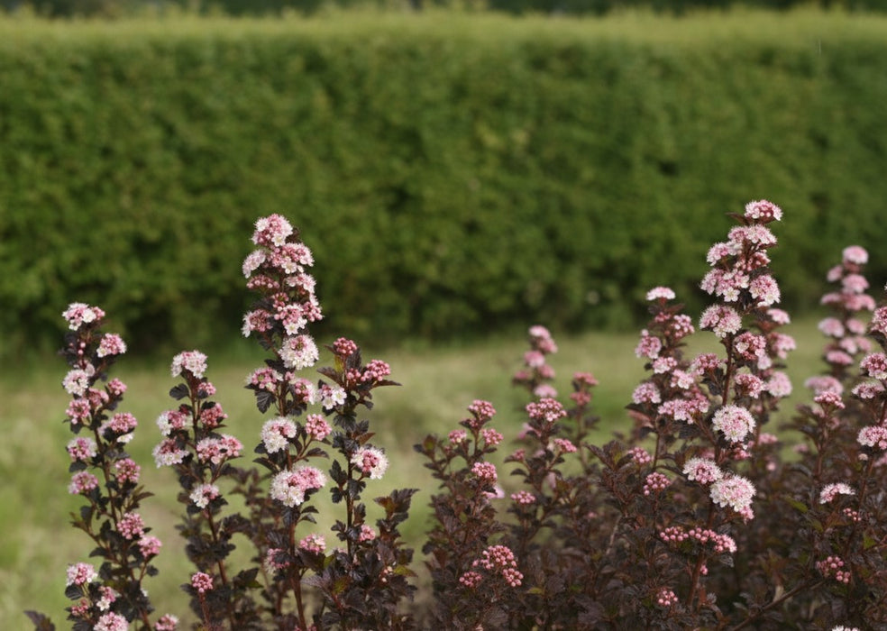 Blasenspiere Tiny Wine mit dunkelrotem Laub und rosa Blüten vor grünem Hintergrund in Nahaufnahme.