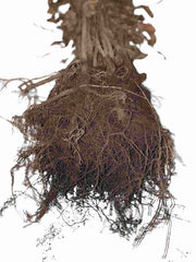 Dunkle Wurzeln der Blutbuche als Wurzelware